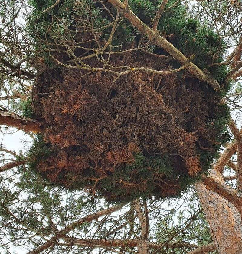 Witches Broom Disease Formations