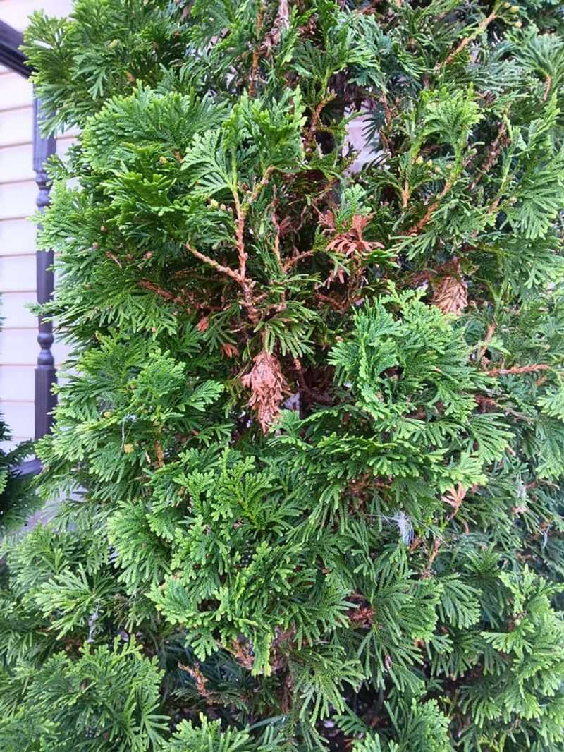 Bagworm Infestations Need Quick Action