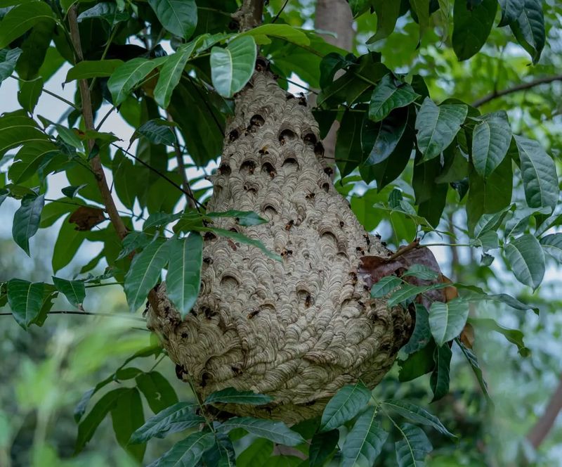 Paper Wasp Colonies Taking Shape