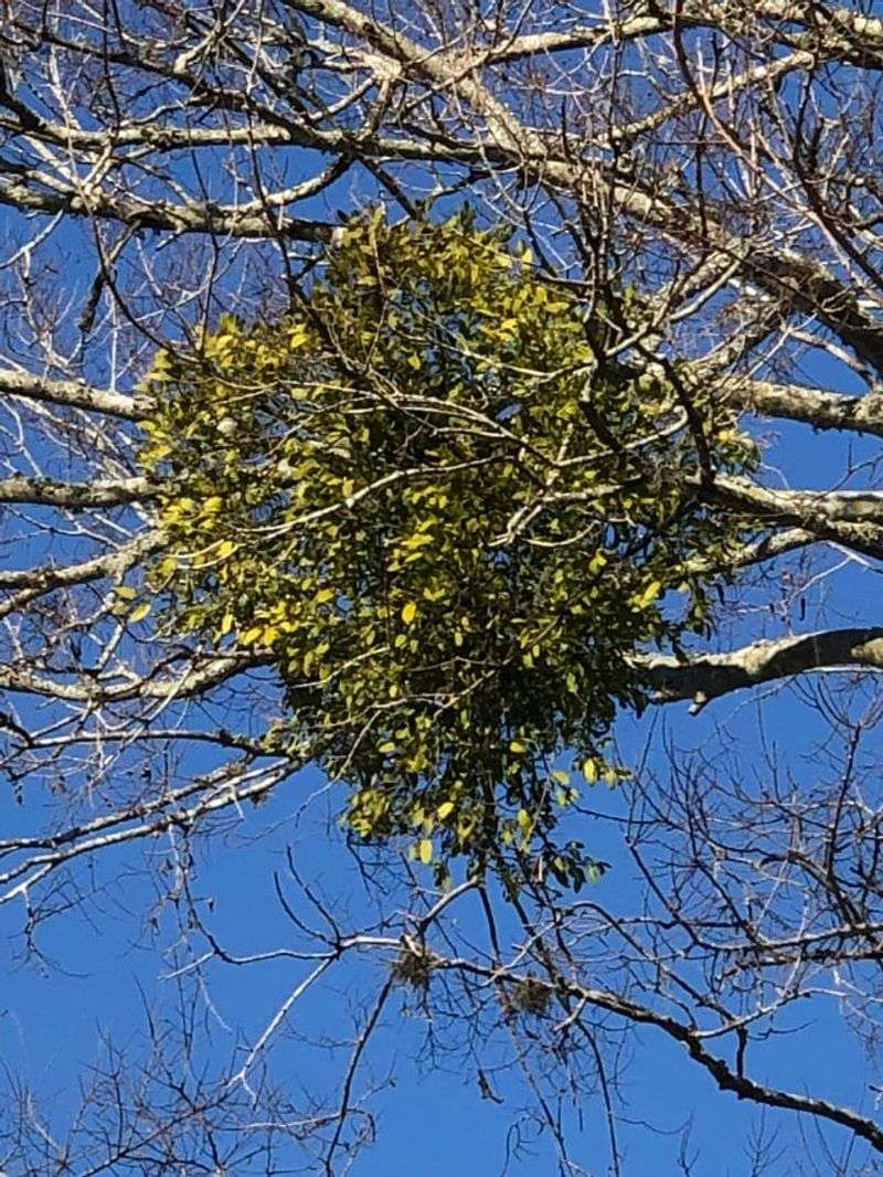 Mistletoe Creates Dense Green Clusters