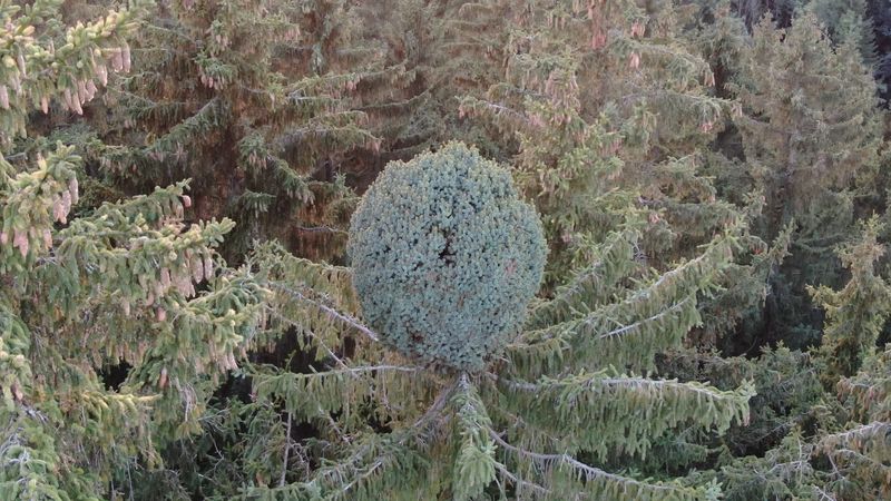 Witches Broom Disease Creates Dense Clusters