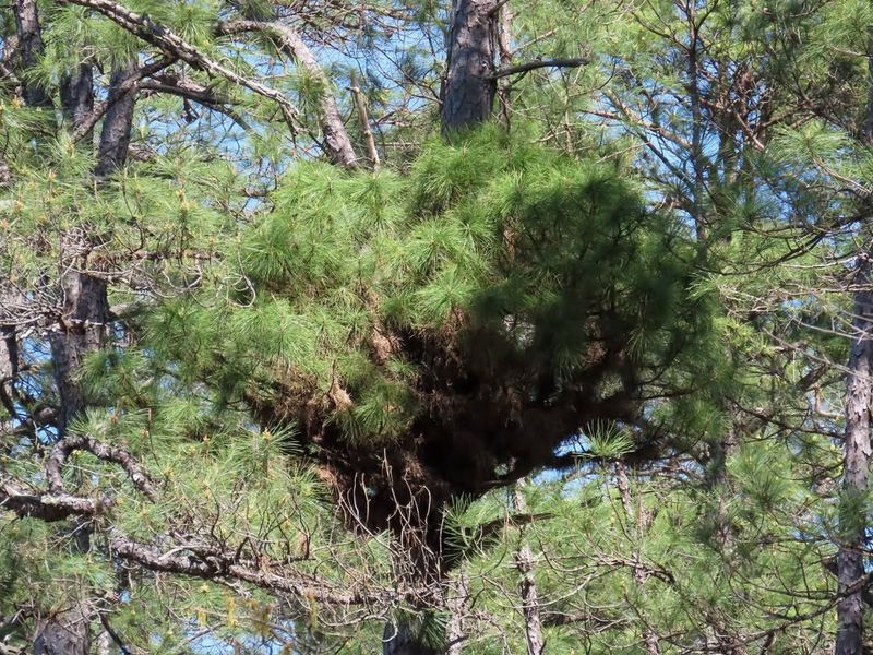 Witches' Broom Growth