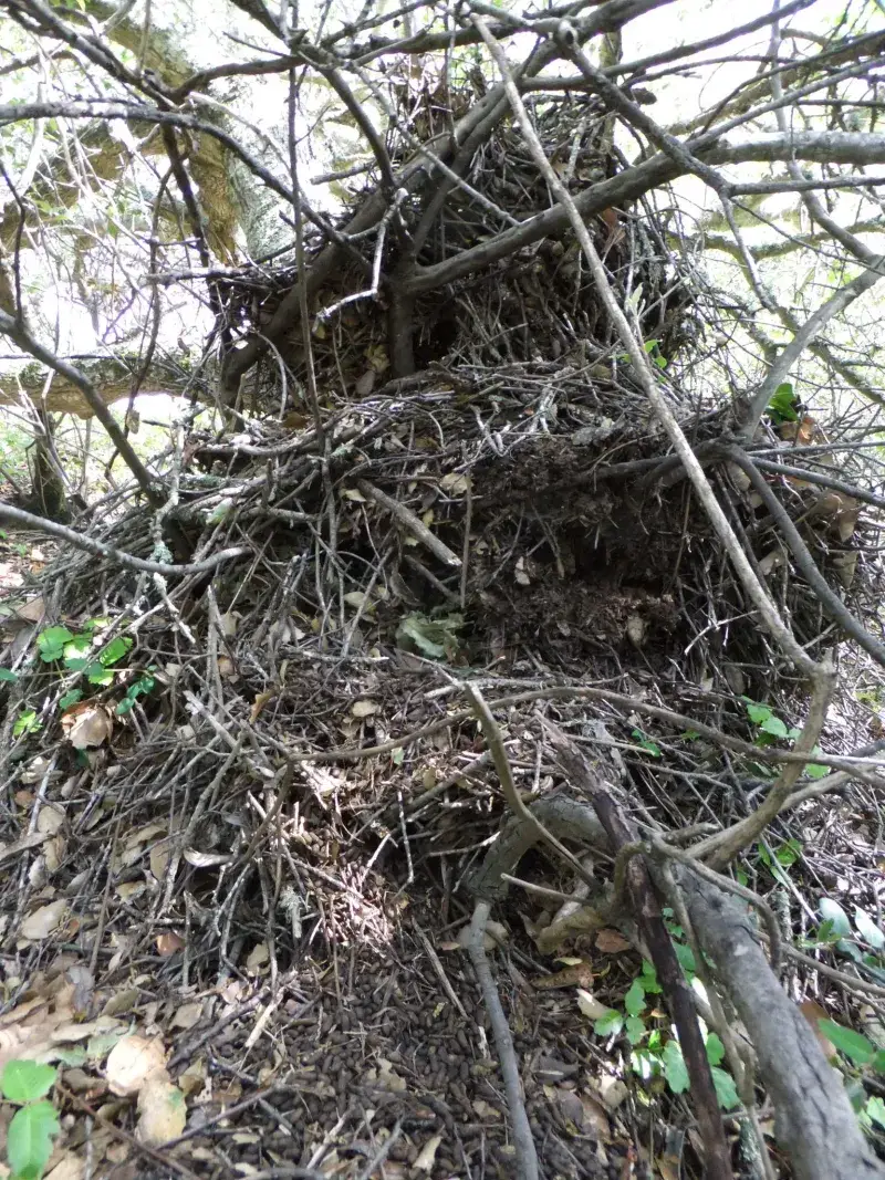 Packrat Midden Material Lodged High