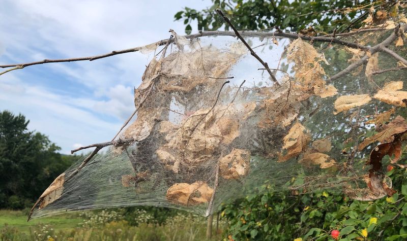 Fall Webworm Colonies