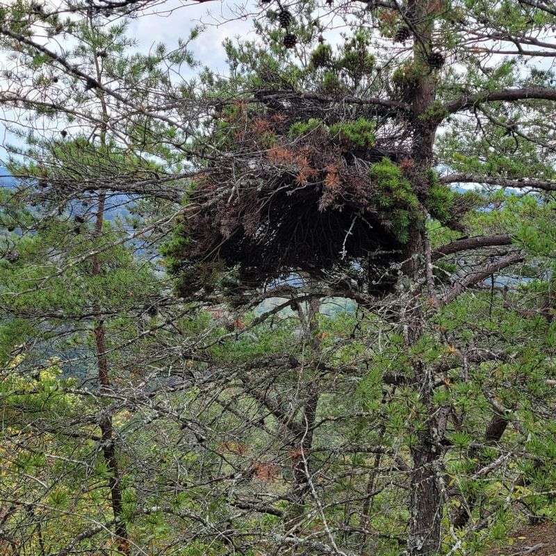 Witches' Broom Disease Creates Clusters