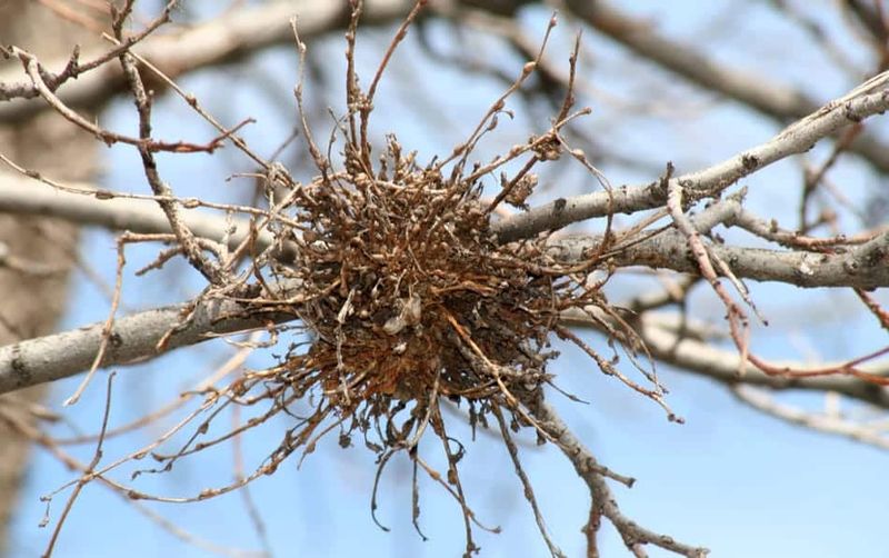 Witches Broom Disease Creates Clusters