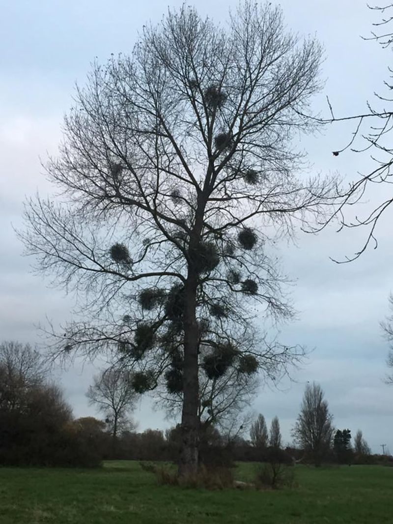 Mistletoe Clumps Create Dense Growth Patterns