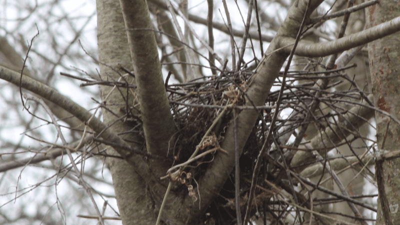 The Timing Doesn't Match Bird Nesting Season