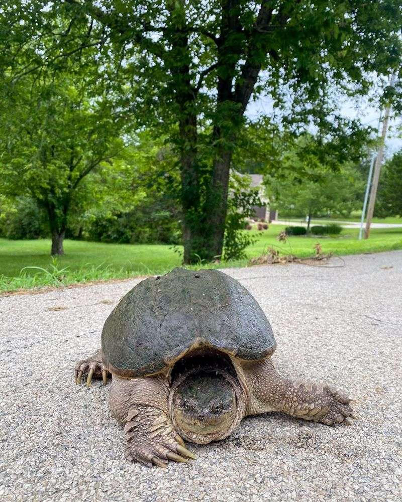 Snapping Turtles