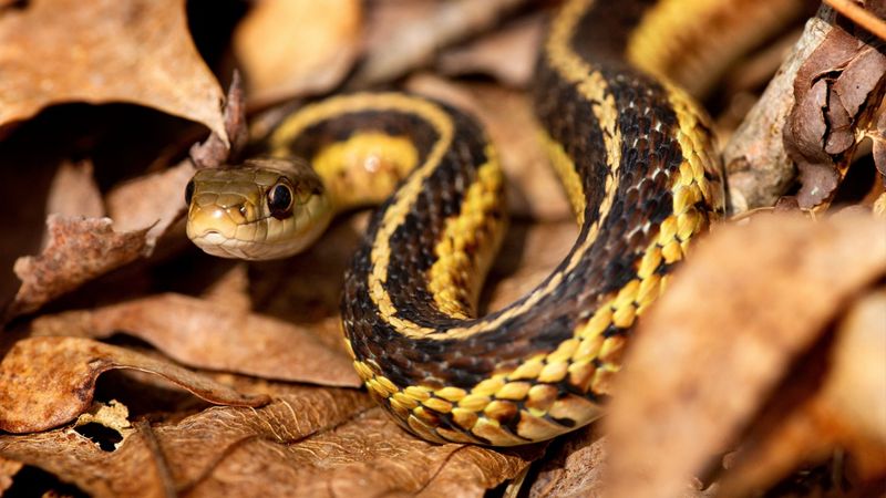 Cluttered Yards Hide Snake Hiding Spots