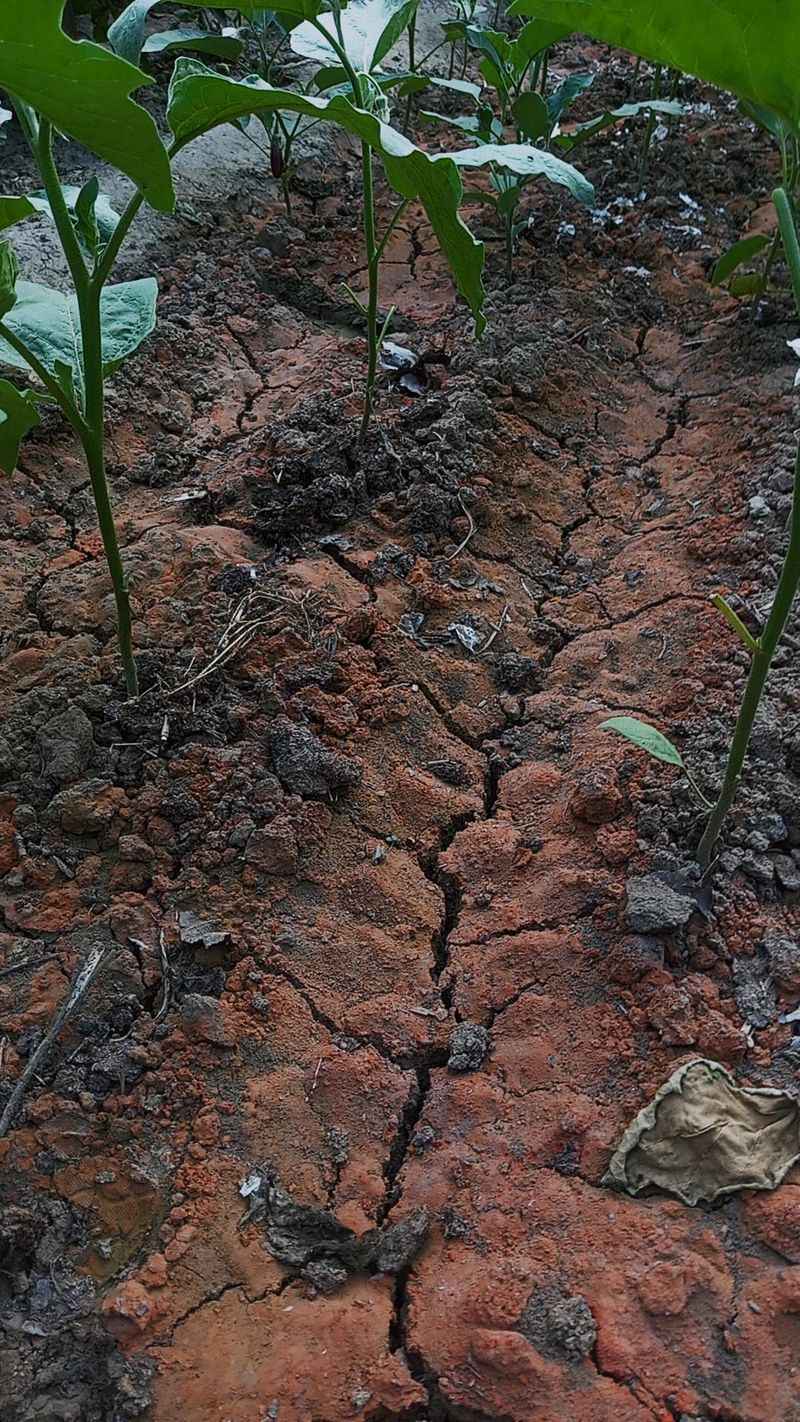 Root Rot Destroying Your Plants