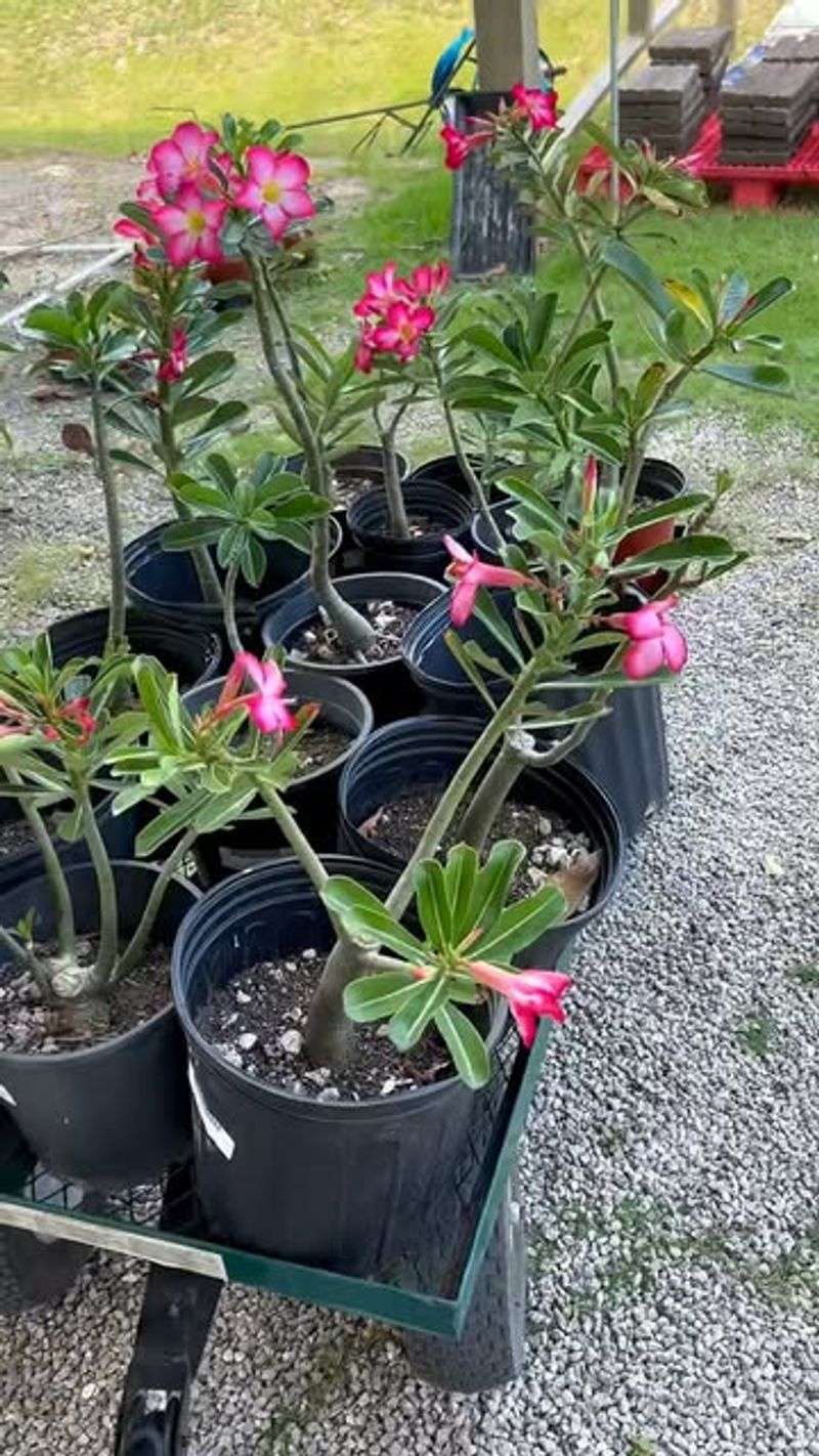 Grows Well in Poor Desert Soil