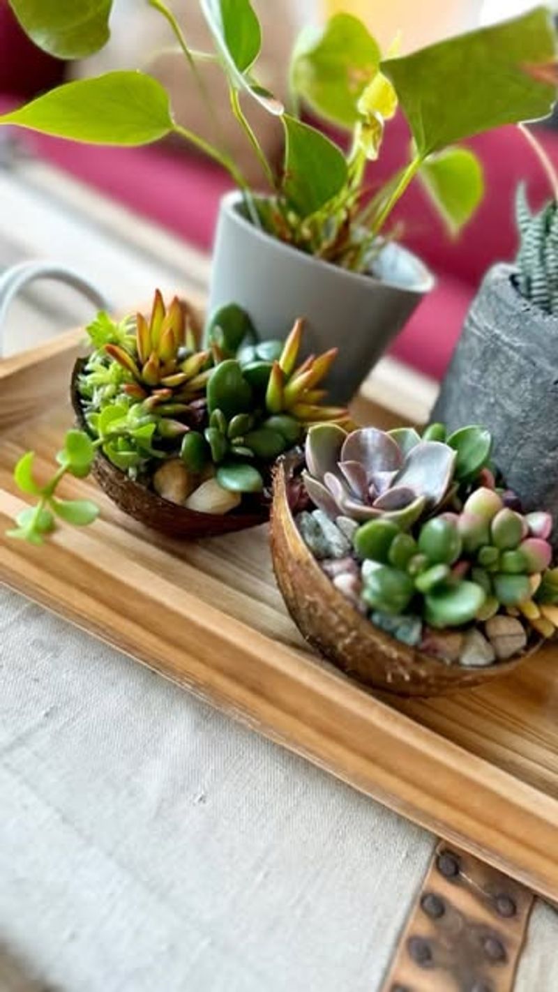 Create A Colorful Succulent Display