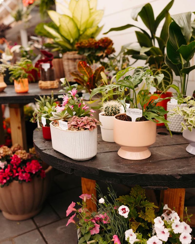 Fill Your Home With Blooming Houseplants