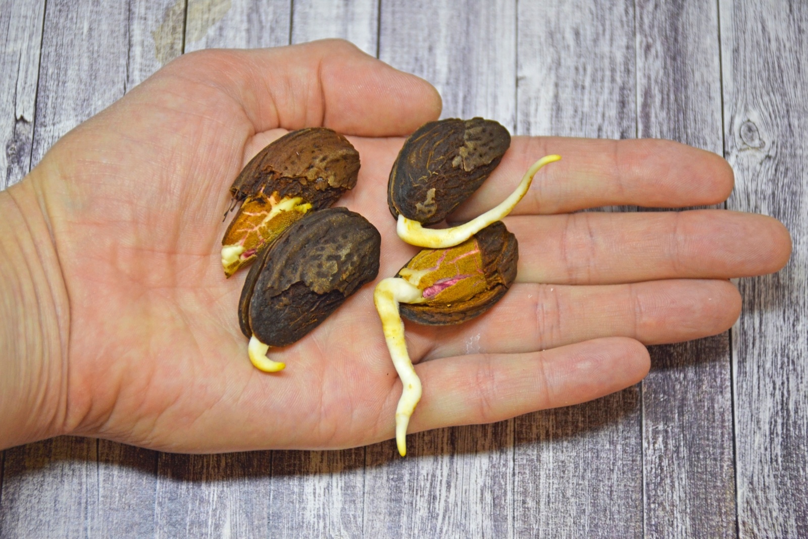 Start Your Own Almond Tree At Home From Simple Seeds