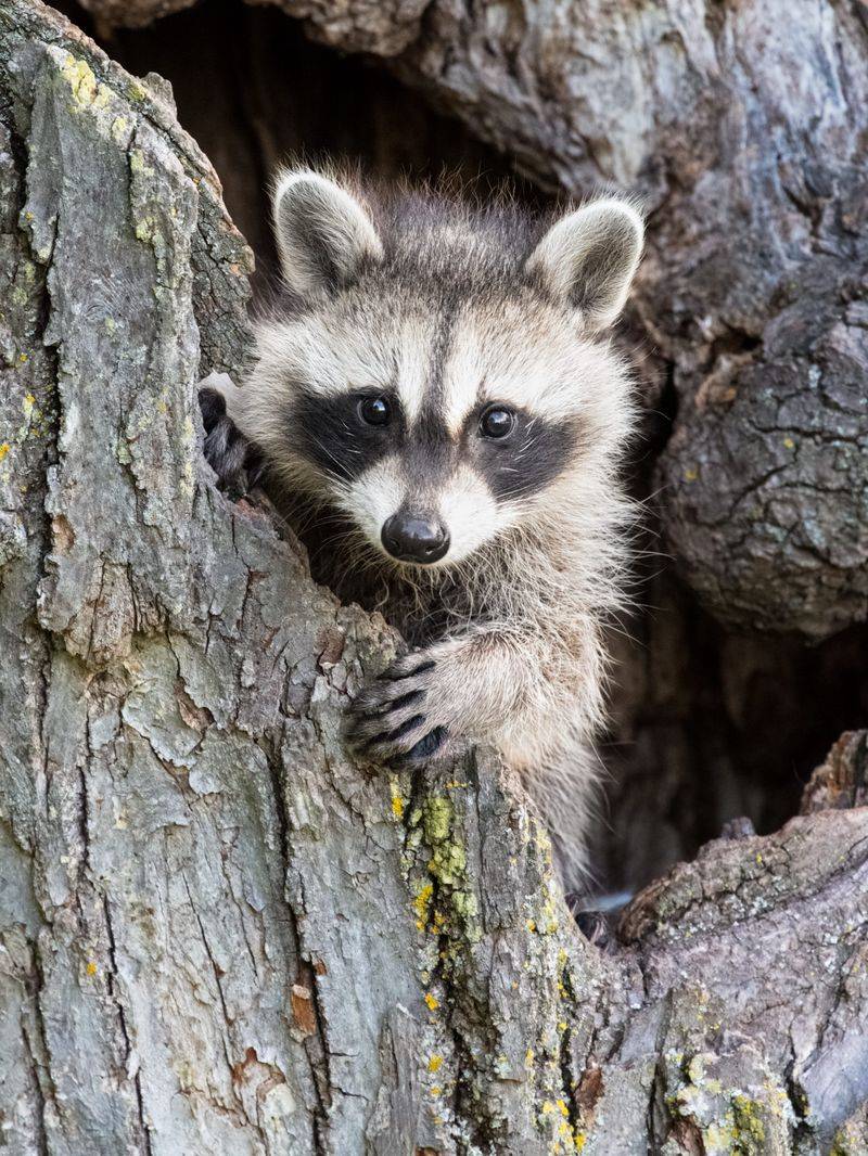 Baby Raccoons Need Special Consideration