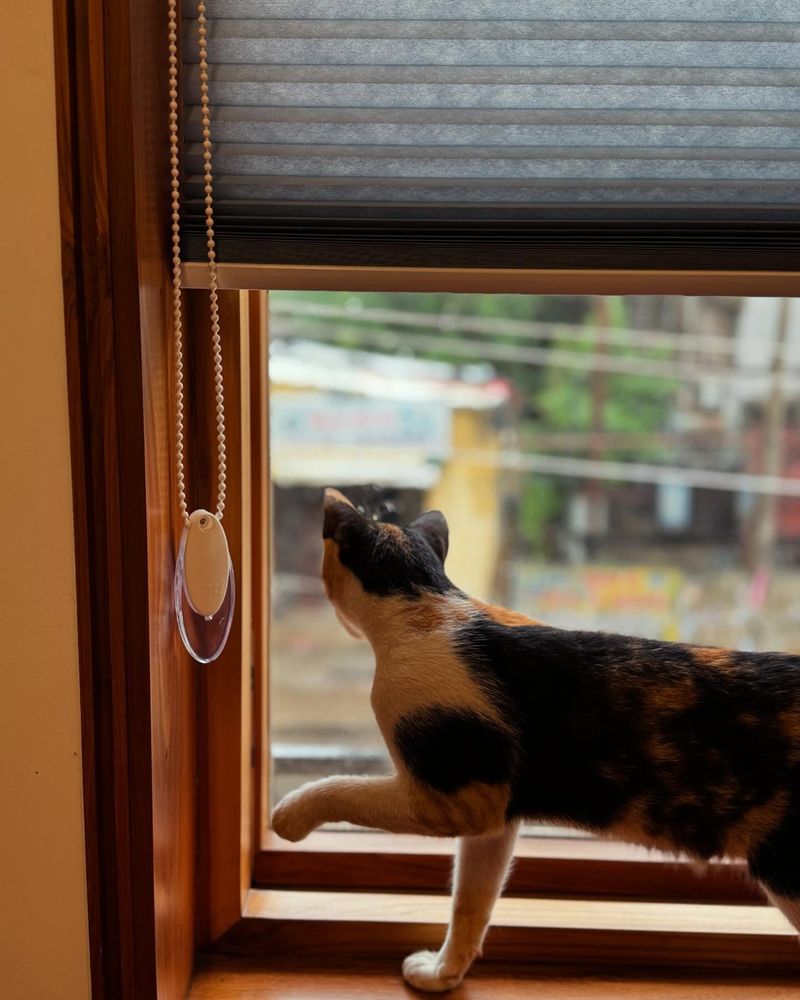 Bring Pets Inside Immediately