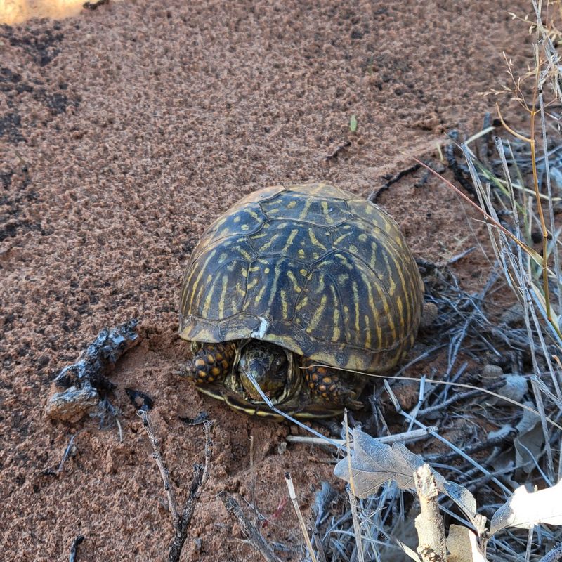 Identify The Species Carefully