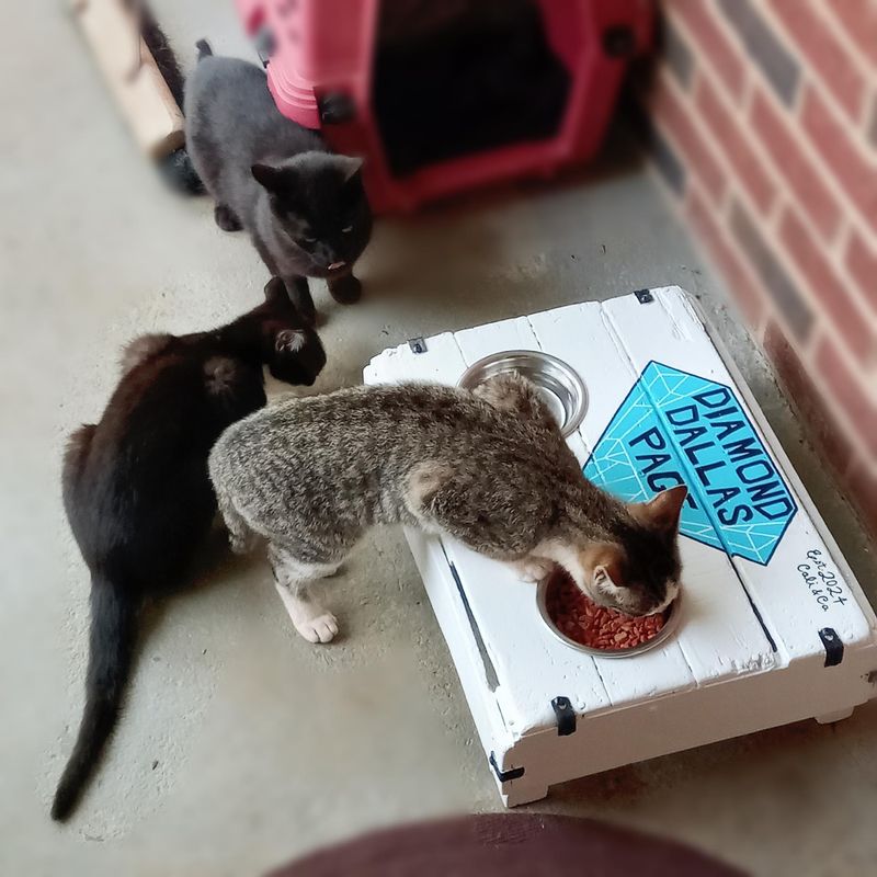 Remove Outdoor Pet Food Immediately