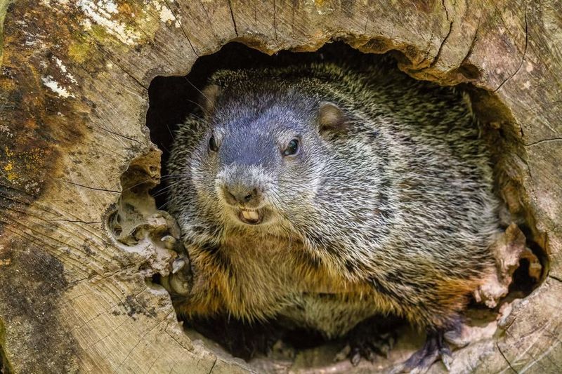 Check For Burrow Entrances Around Your Property