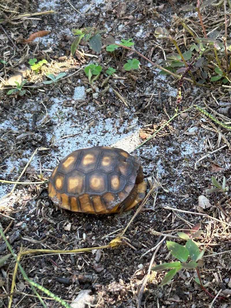 Identify The Species If Possible