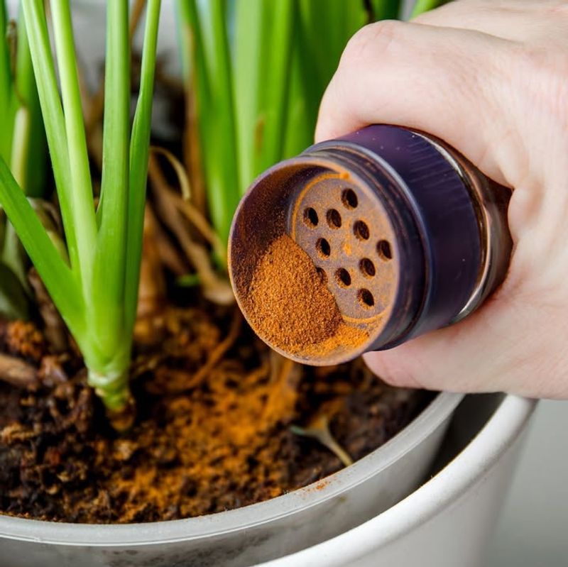 Step 3: Dust The Soil Surface