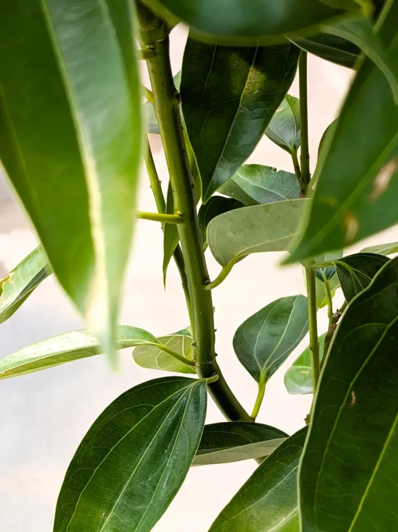 Step 4: Treat Cut Stems And Wounds