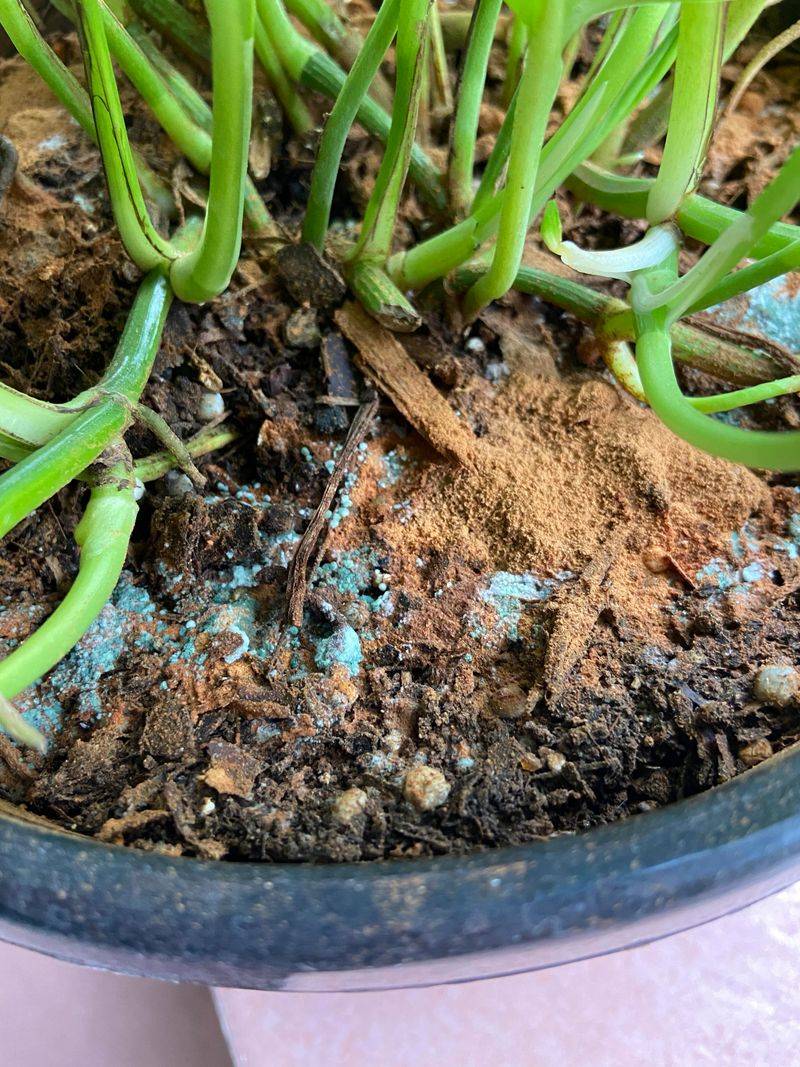 Step 6: Monitor And Reapply Regularly