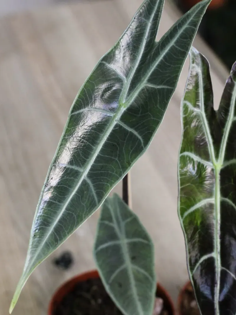 Alocasia Azlanii Red Mambo