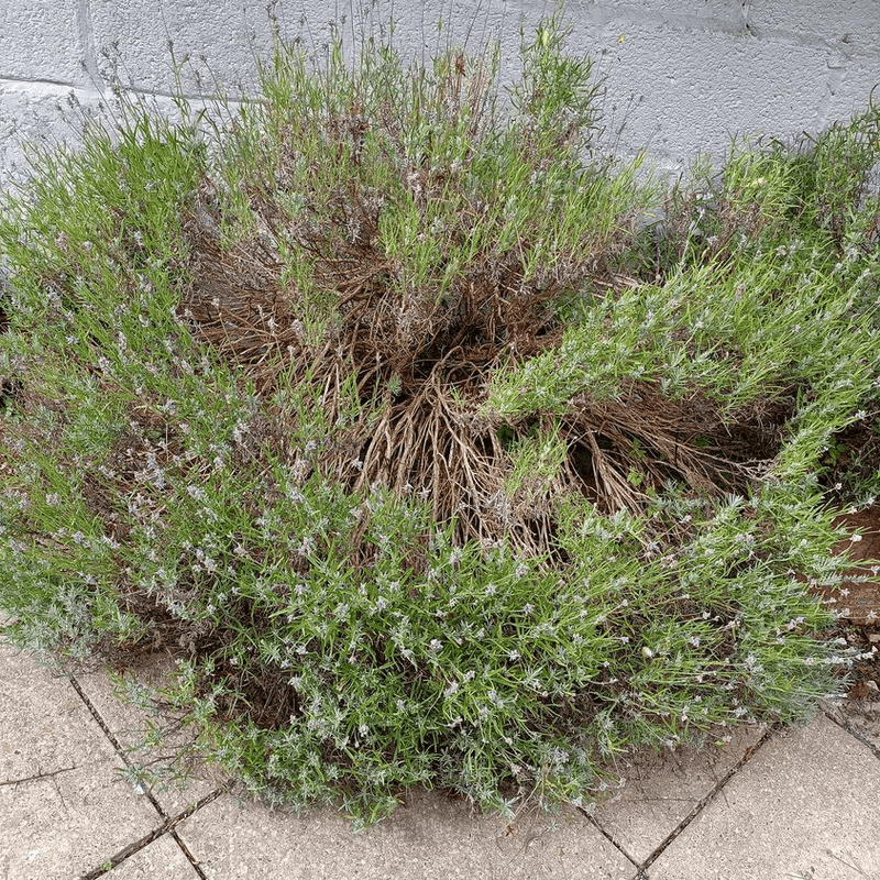 Remove Dead And Damaged Growth First