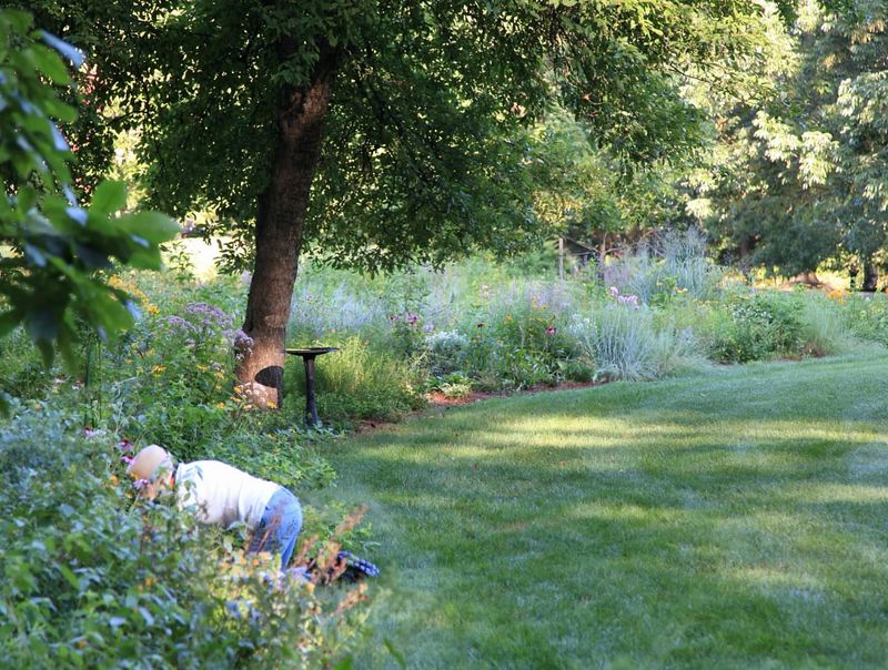 Improves Air Circulation Around Grass Plants