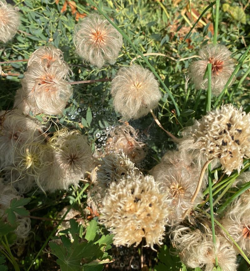 Delay Cutting Back Perennials