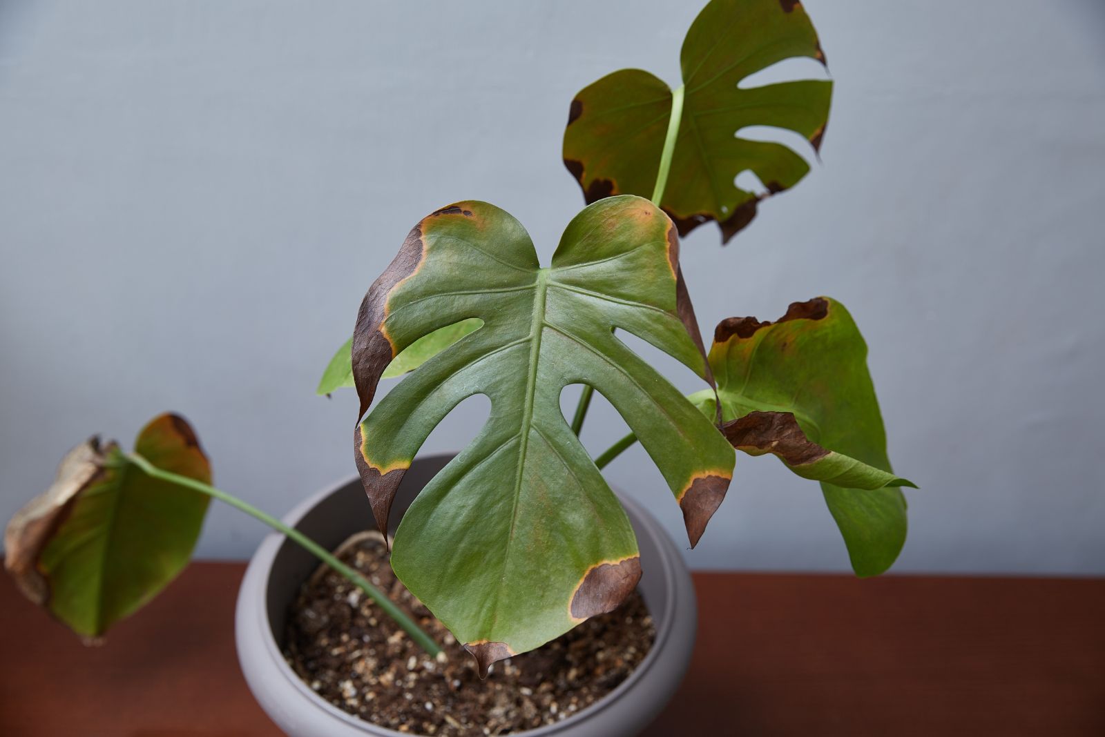 Stop Doing This To Your Monstera If You Want It To Survive