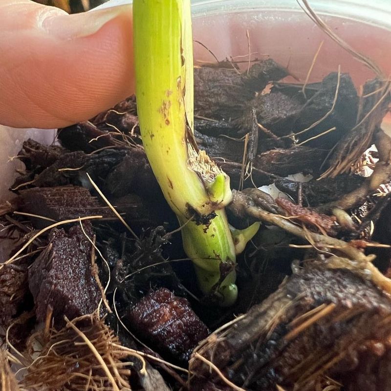 Root Rot Blocks Nutrient Delivery