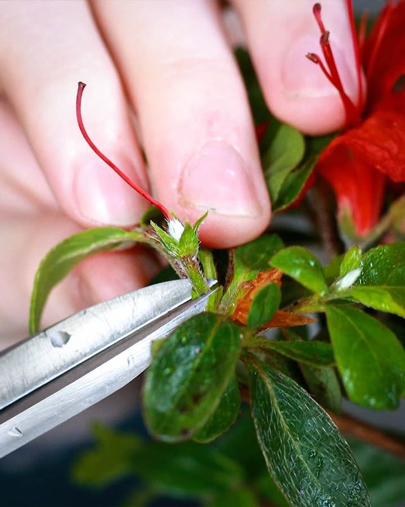 Prune Only Dead Or Damaged Branches