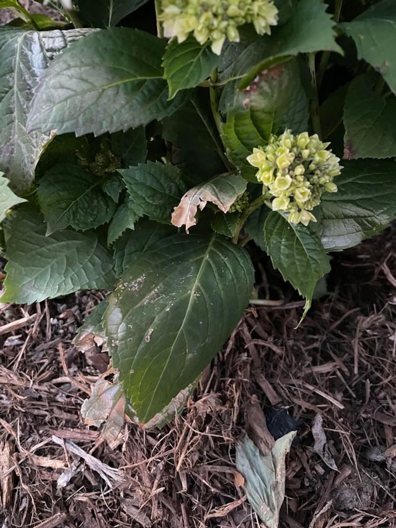 Reduce Watering But Don't Stop Completely