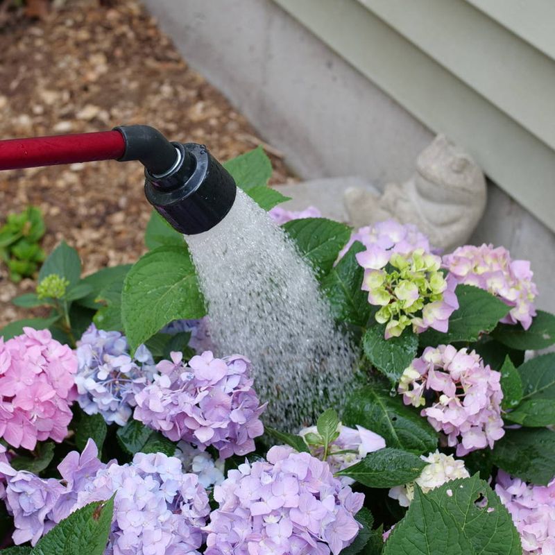 Reduce Watering Gradually Over Time