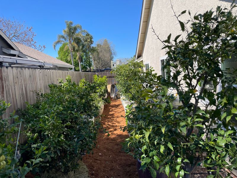 Plant Citrus on the South Side of Your Home