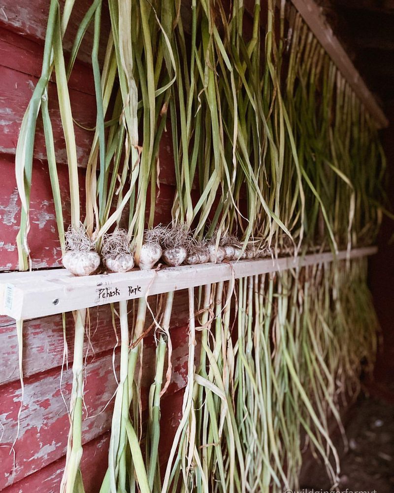 Harvest And Cure Your Garlic Properly
