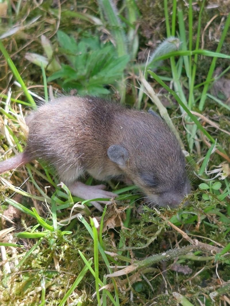 Keeps Pesky Rodents From Making Winter Homes