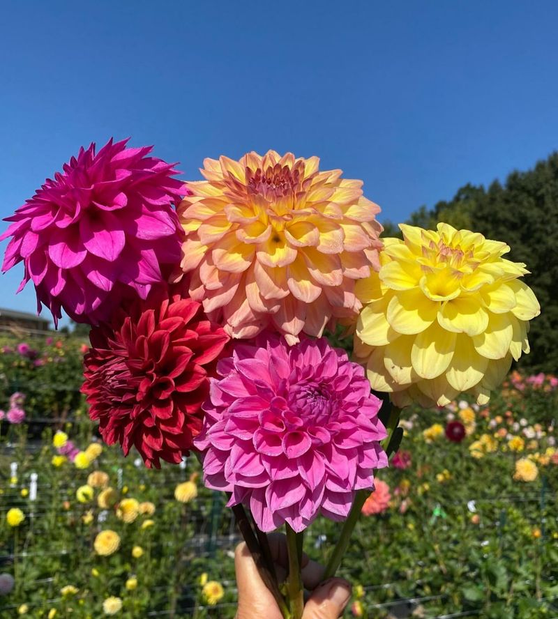 Improves Spring Flowering Performance