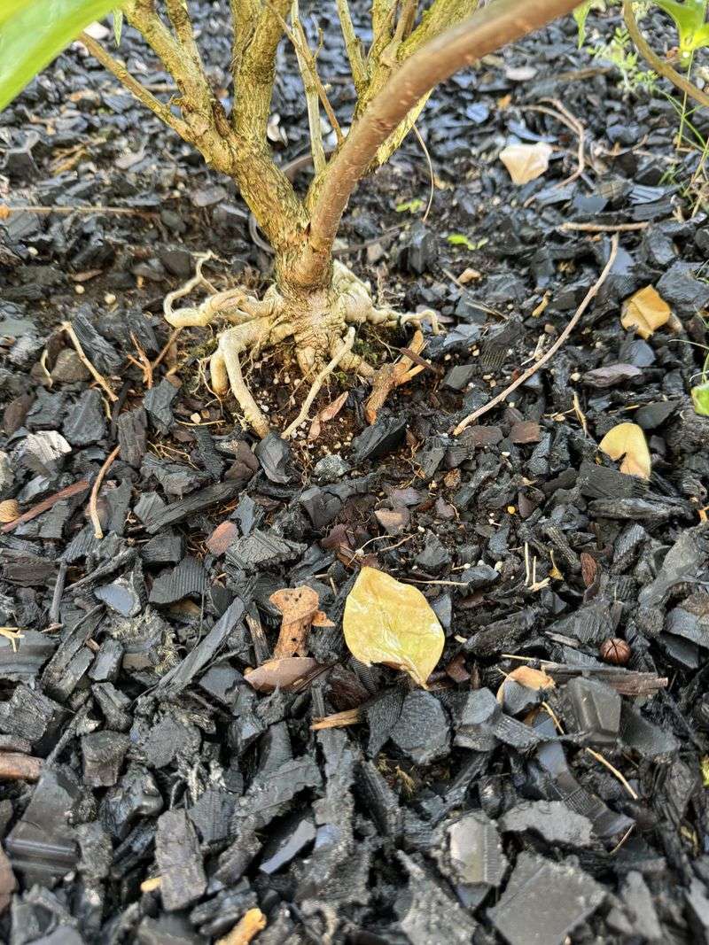 Shields Against Harsh Winter Winds