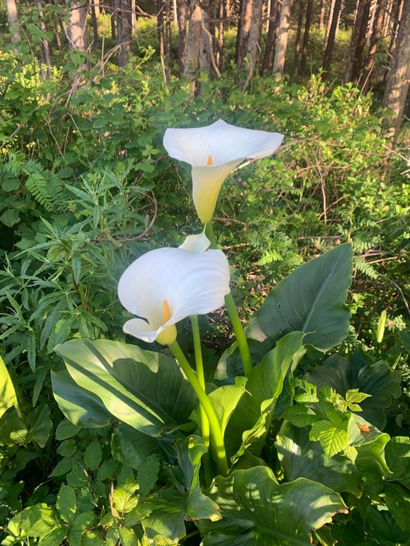 Mulching Outdoor Calla Lilies Heavily