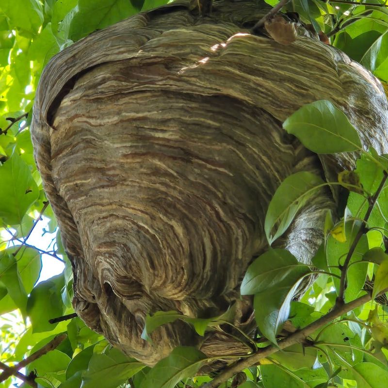 Paper Wasp Nests Are Architectural Wonders