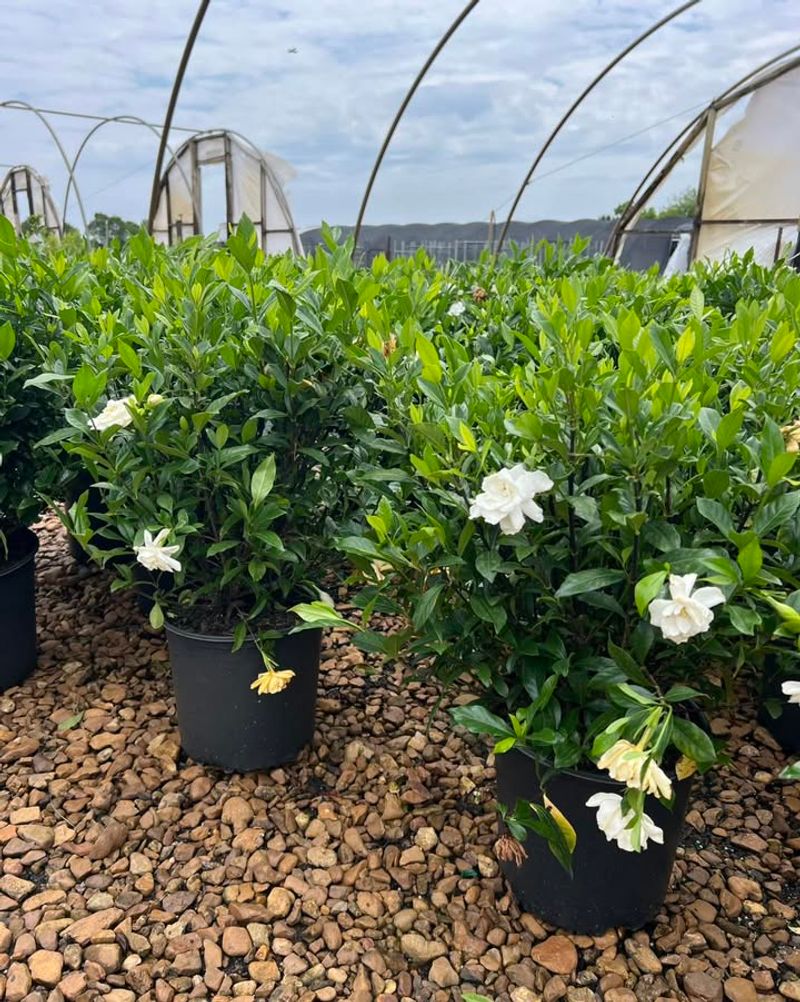 Mulching To Maintain Root Warmth