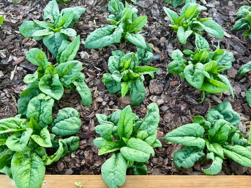 Choosing Cold-Hardy Varieties That Thrive In Desert Winters