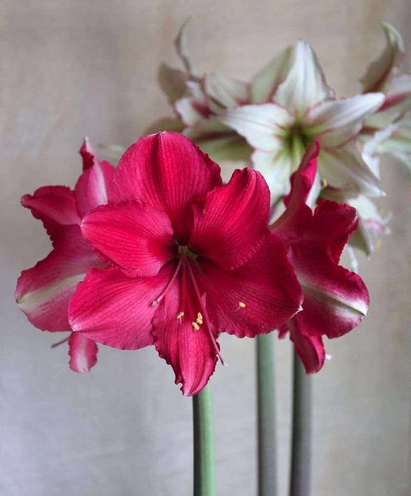 Temperature Timing Speeds Up Blooming