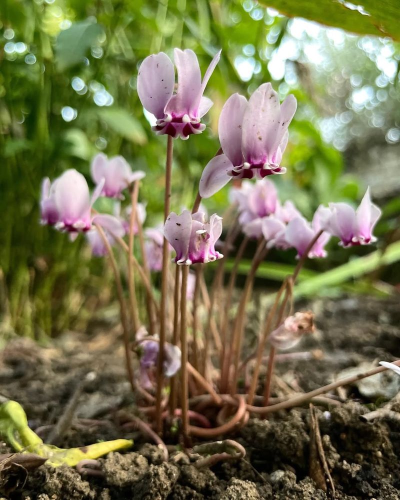 Afternoon Shade Makes The Difference