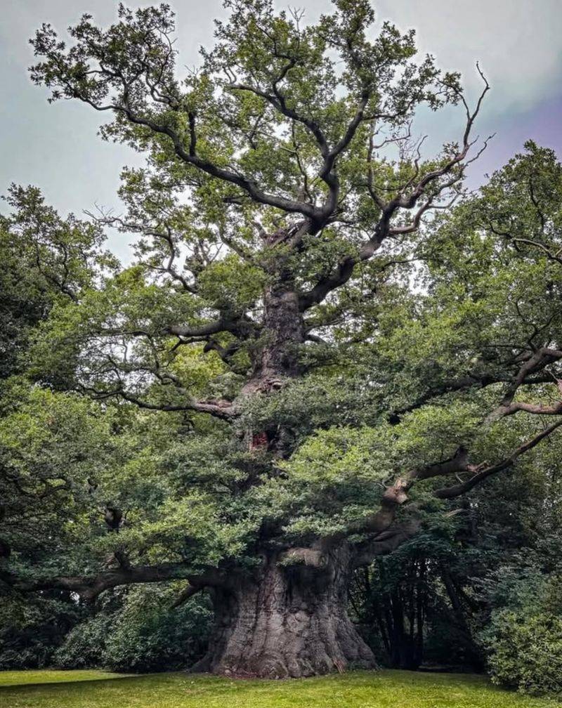 Mature Oak Tree Population