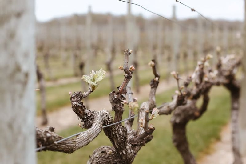 Future Garden Planning Challenges